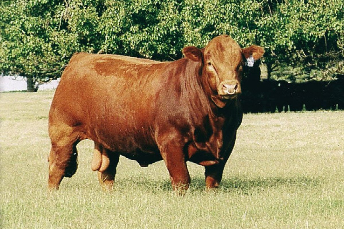 Джерсейская молочная порода коров