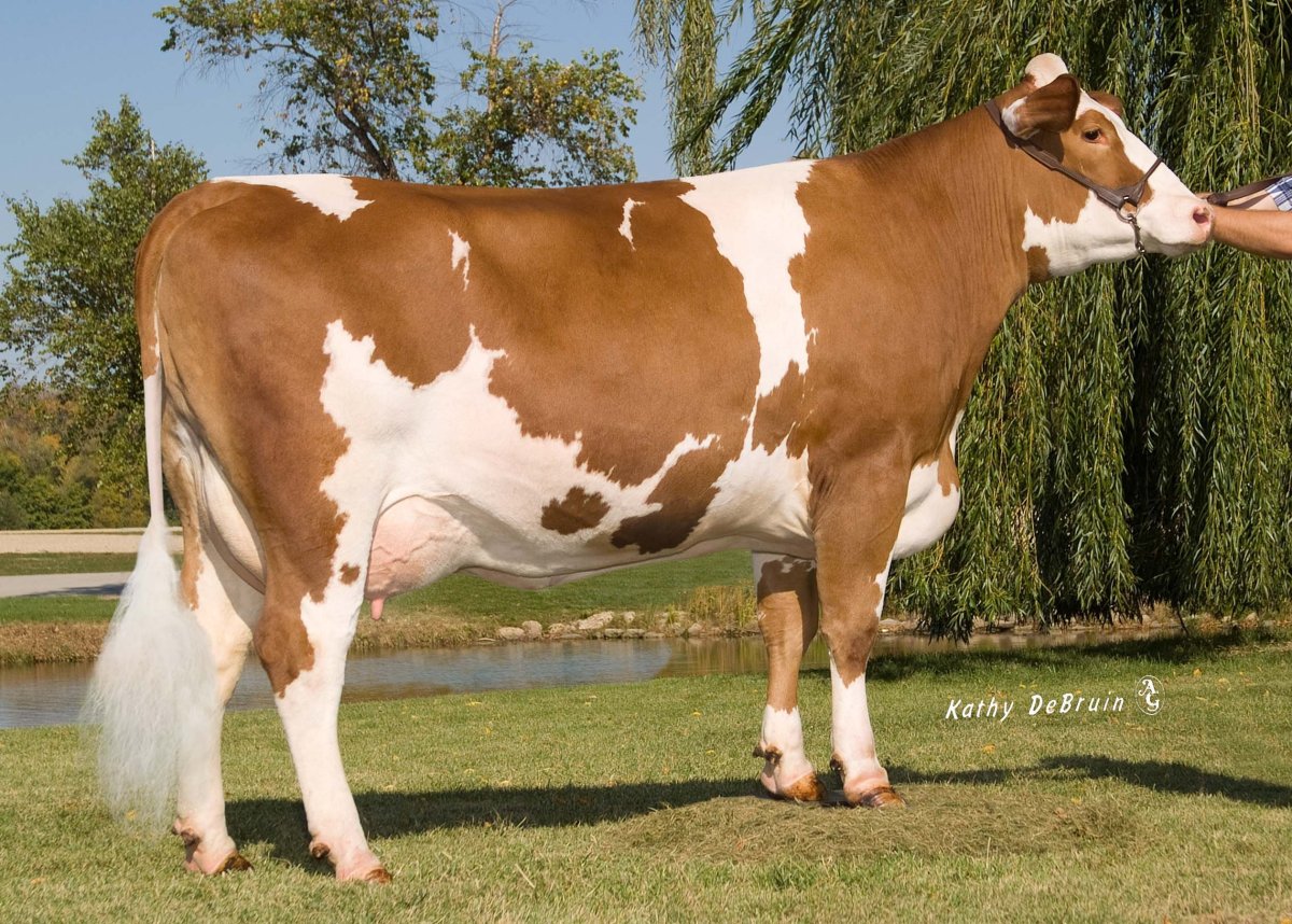 Пушистые телята