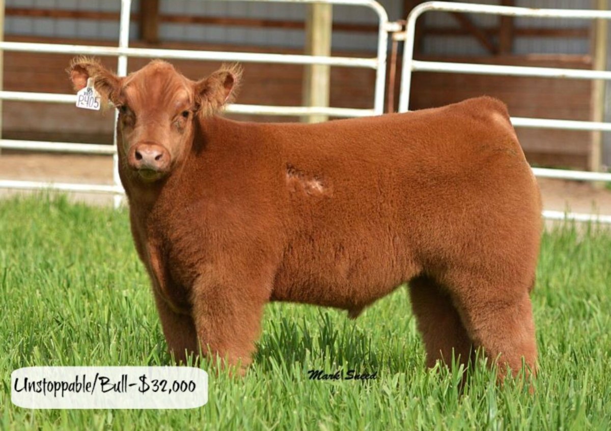 Плюшевые коровы из Айовы