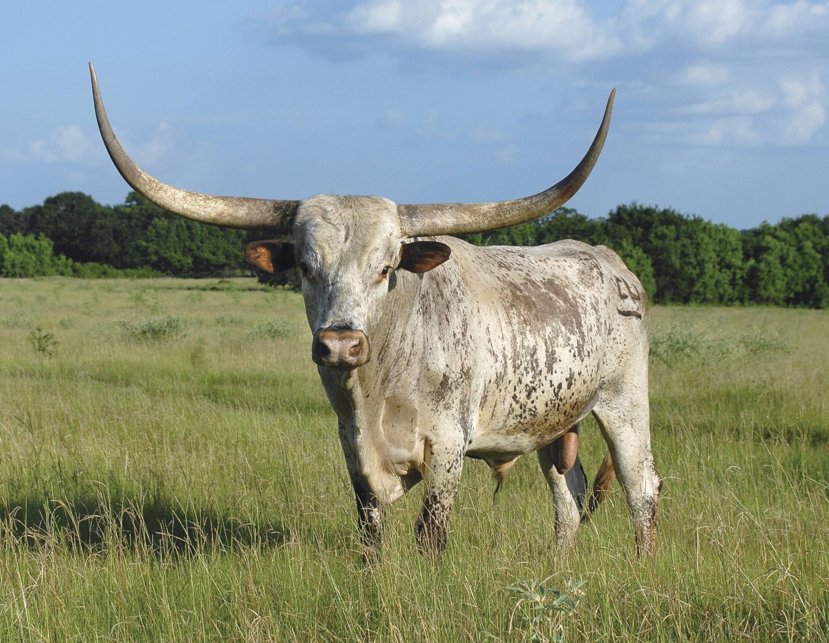 Бык породы Гольштейн