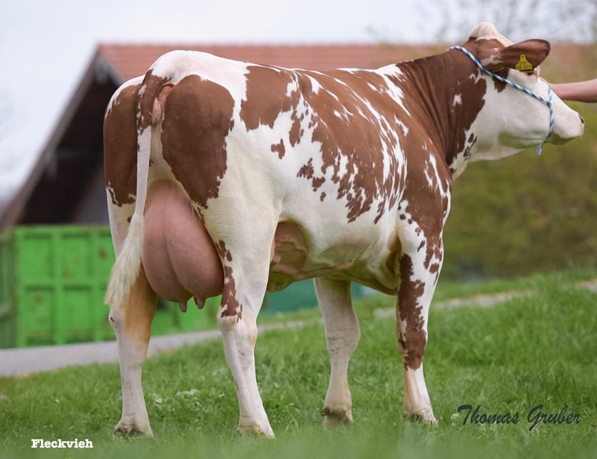 Корова Голштинская симментальская