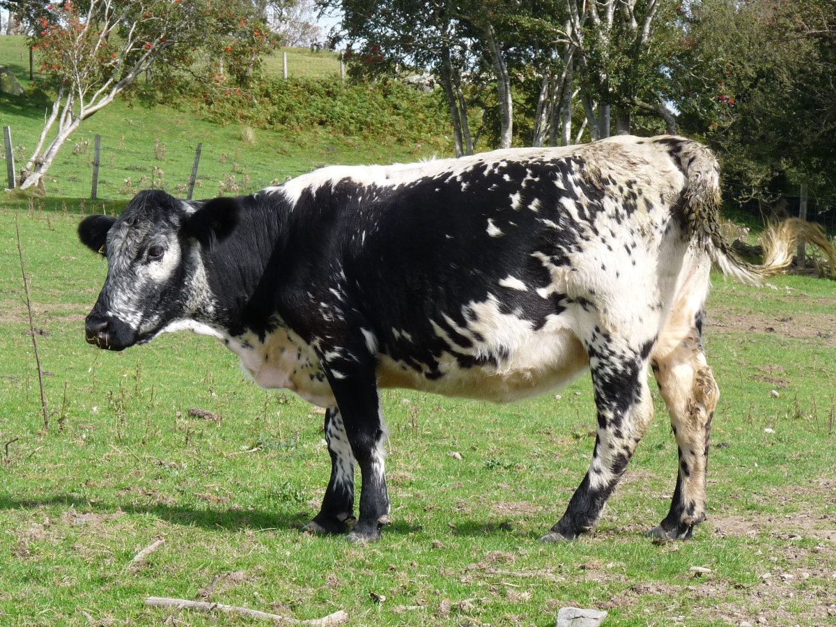 Ayrshire Cattle