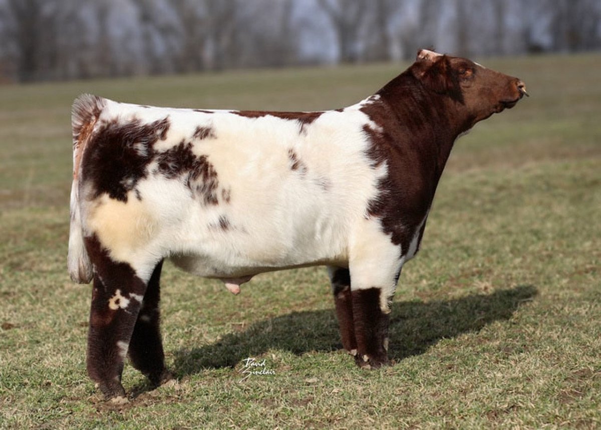 Shorthorn Cattle