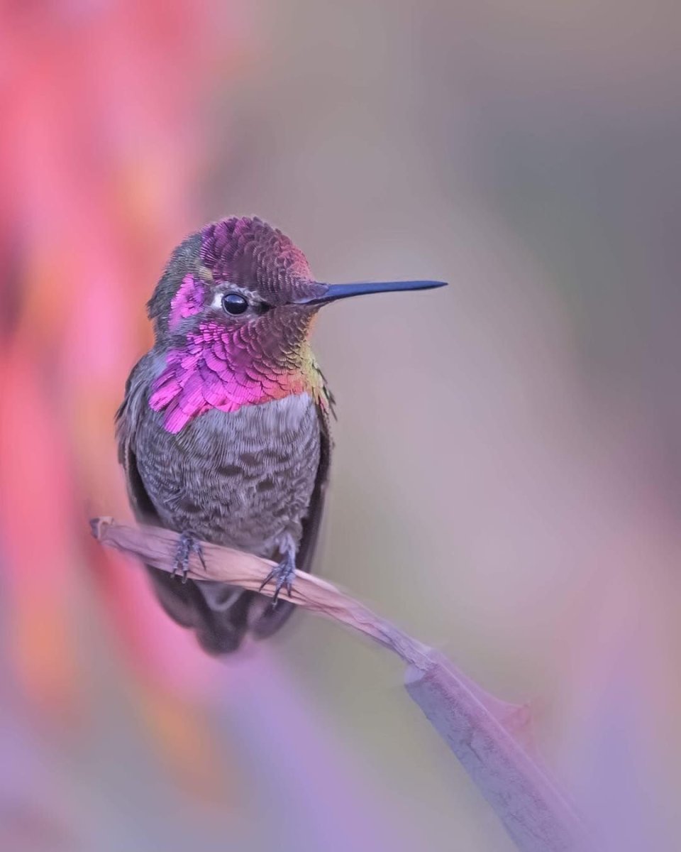 Птичка Колибри