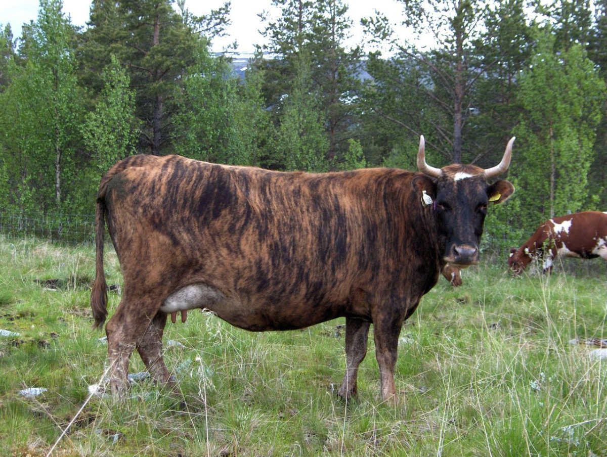 Тигровая корова