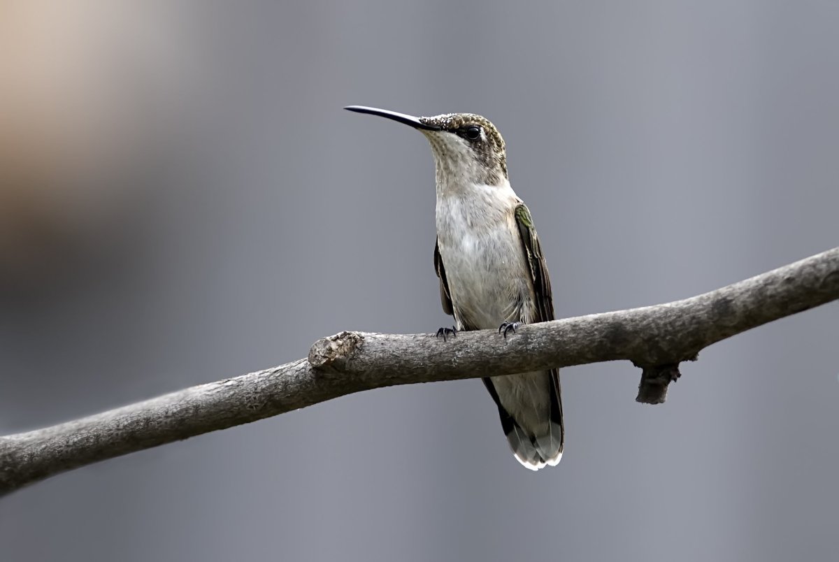 Птичка с длинным клювом