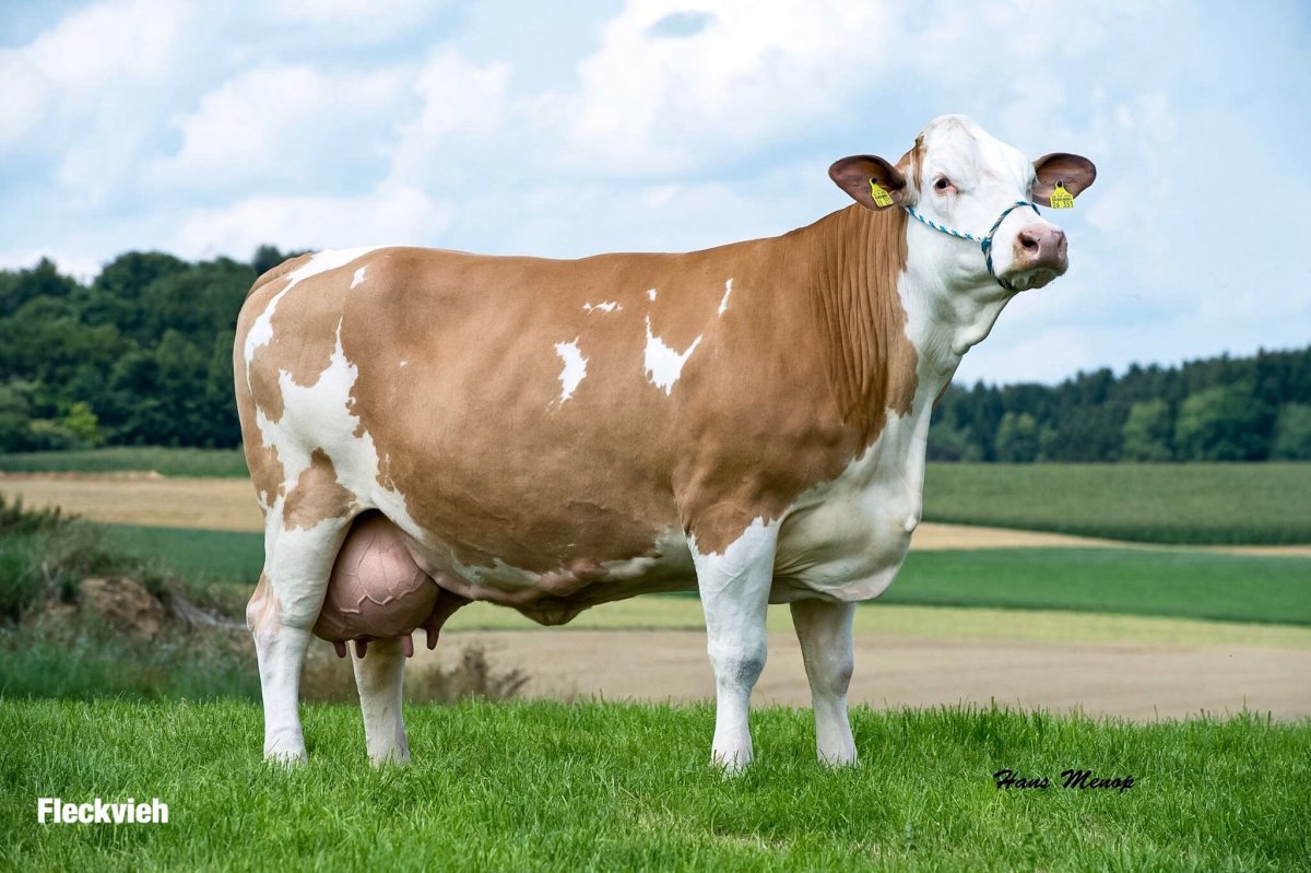 Гольштейн телята