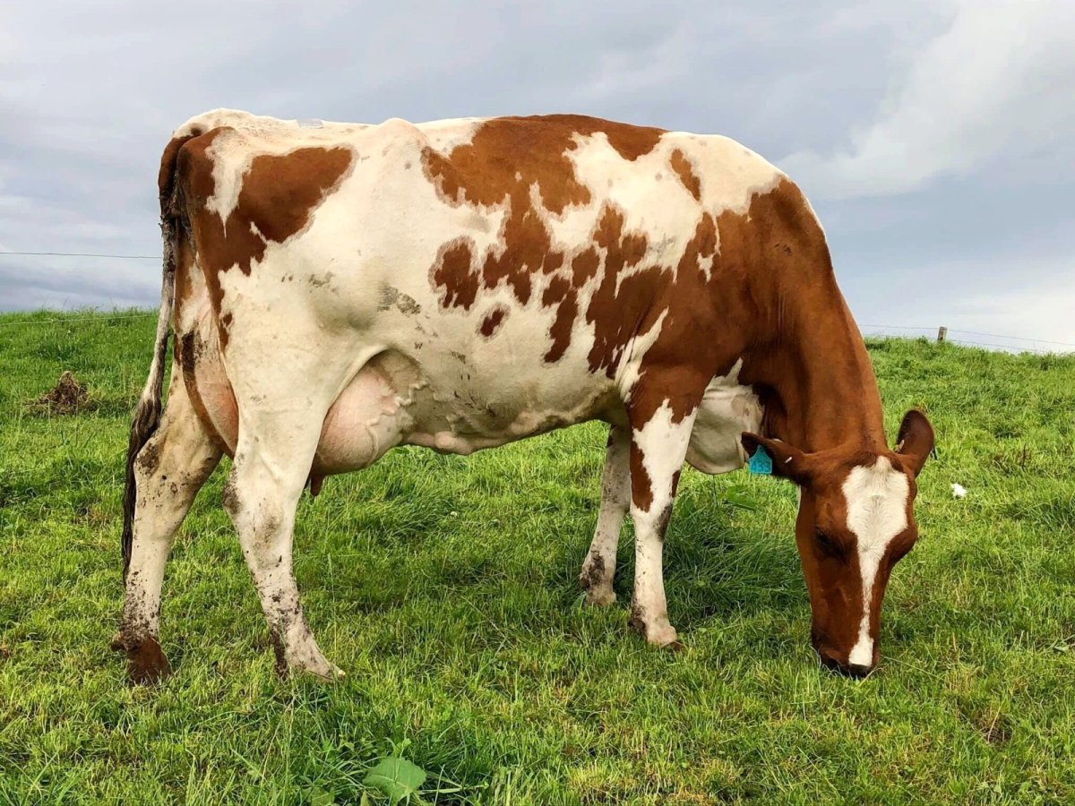 Корова с боку