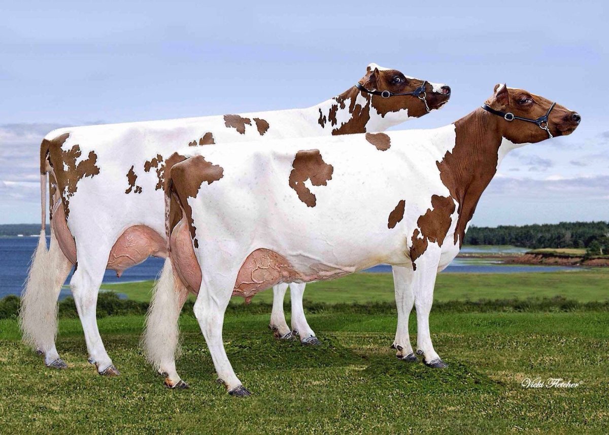 Порода Быков монбельярд