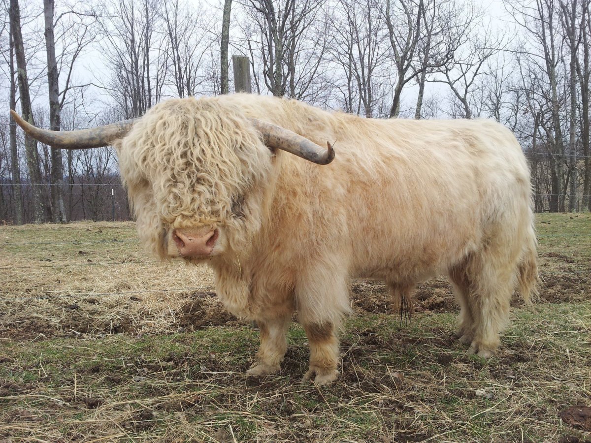 Мохнатые бычки