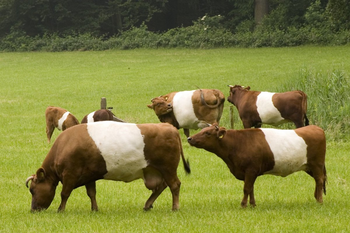 Джерсейская порода / Jersey Cattle