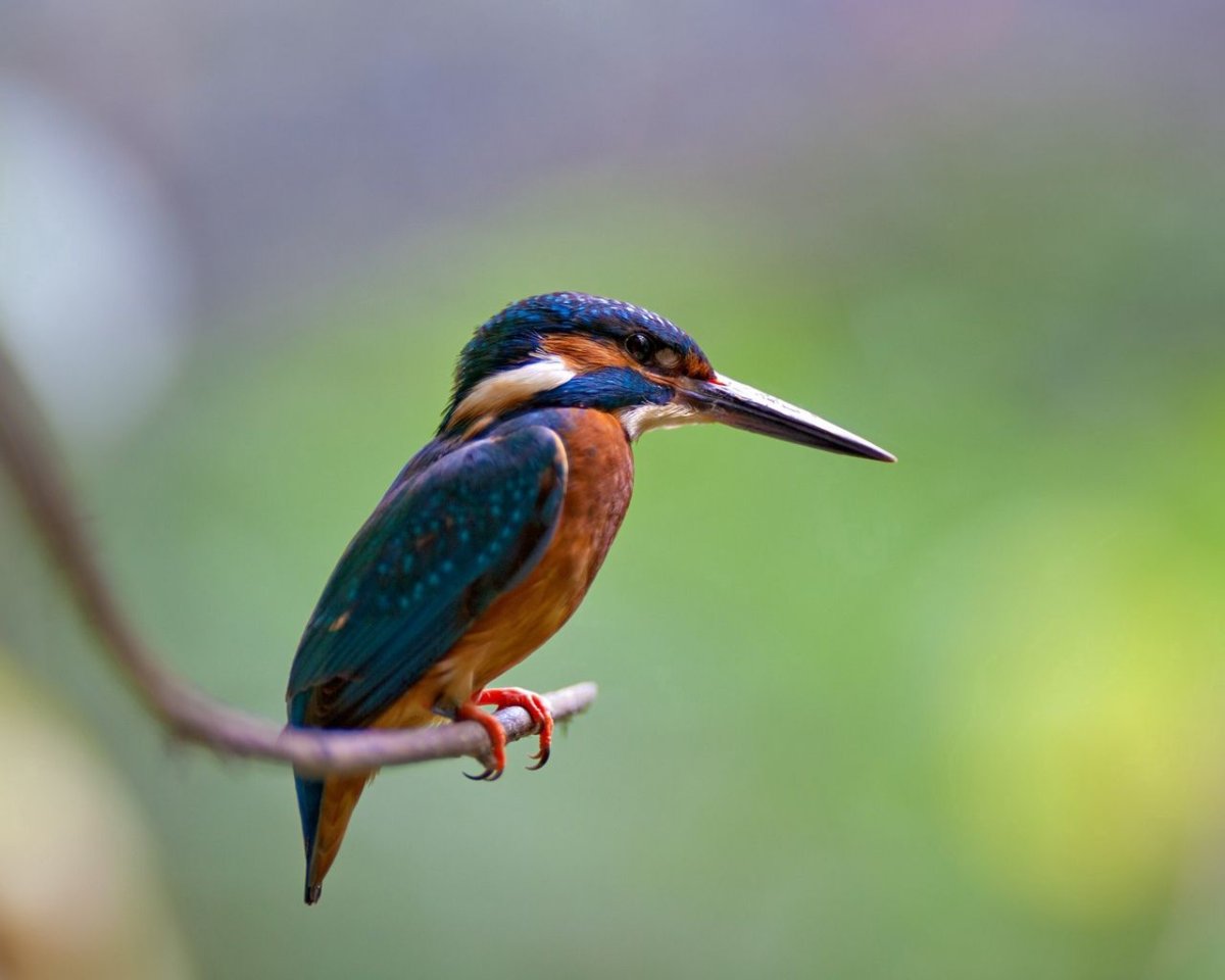 Опоясанный Пегий Зимородок