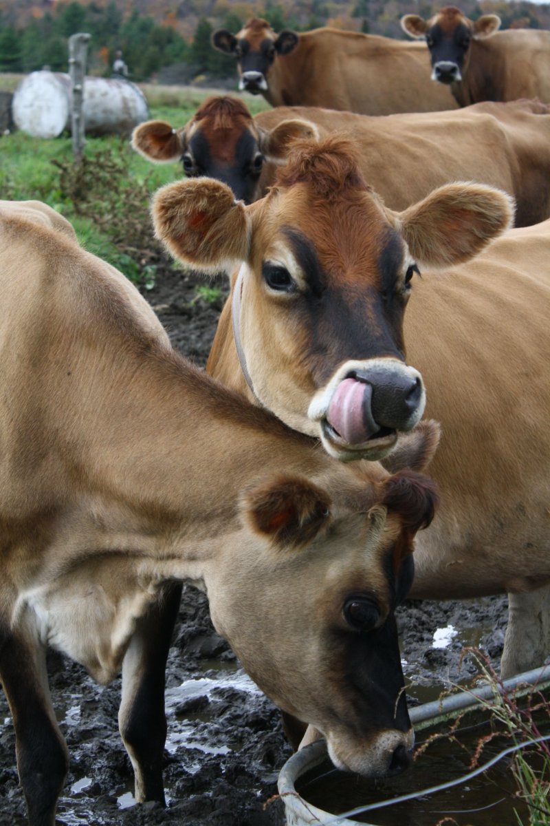 Вакцина на фоне коров