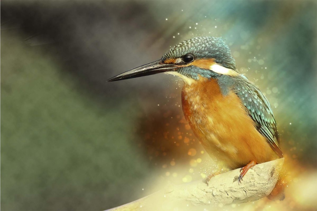 Цапля серая клюв