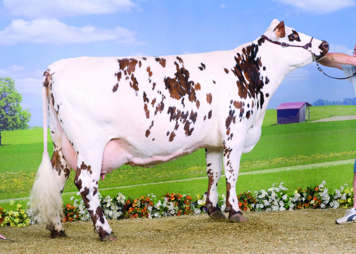 Плюшевые безрогие коровы из Айовы