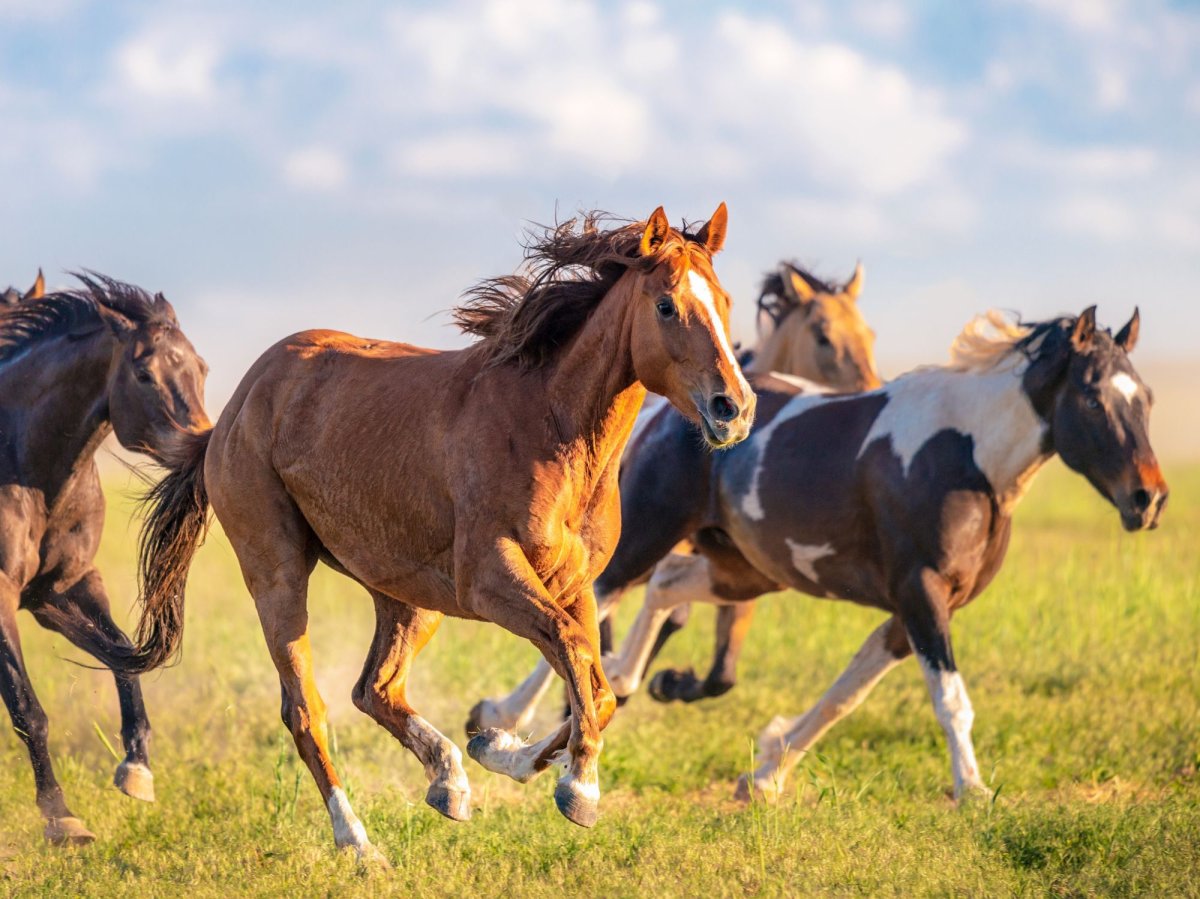 Табун красивых лошадей