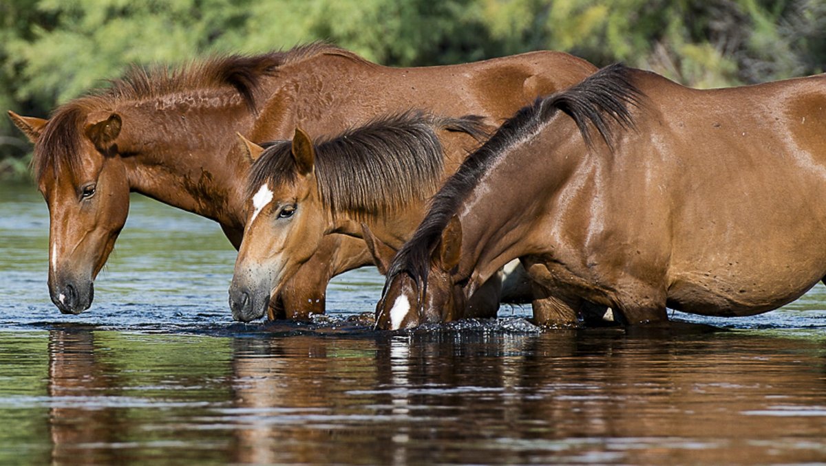 Лошадь ест рыбу