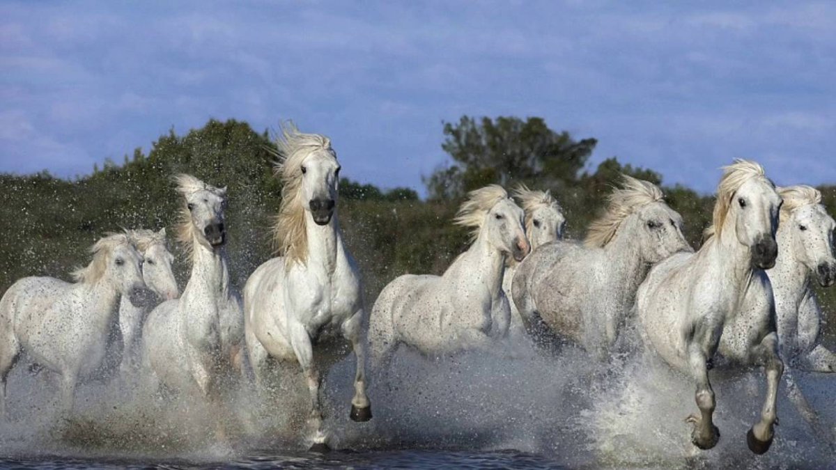 Табун Камаргу