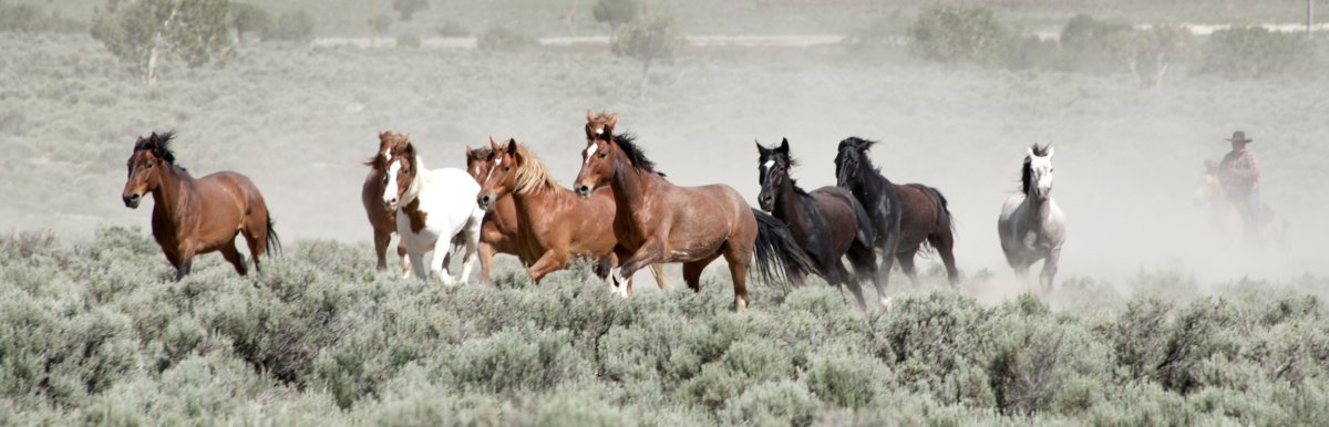 Мустанги лошади табун