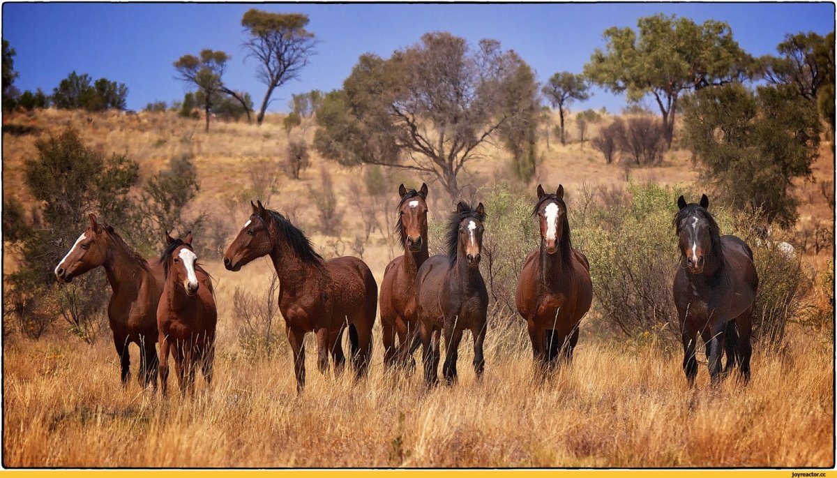 Лошади породы Брамби