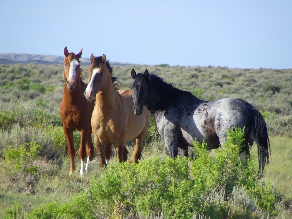 Дикие лошади Андалусии