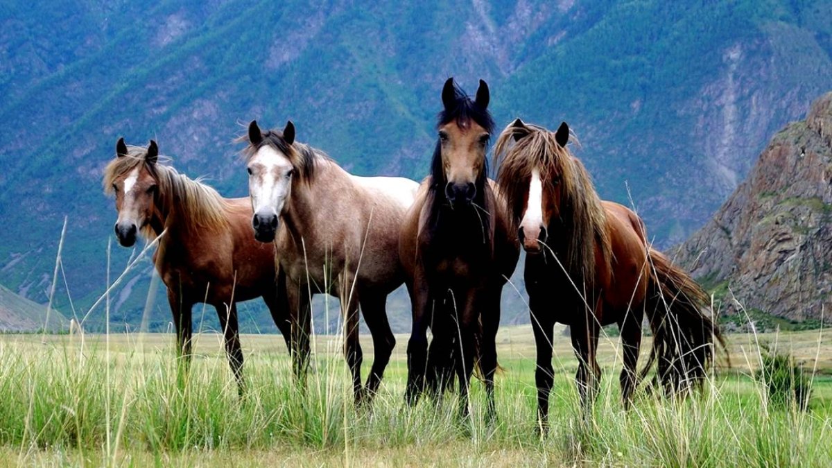 Алтайская Горная порода лошадей