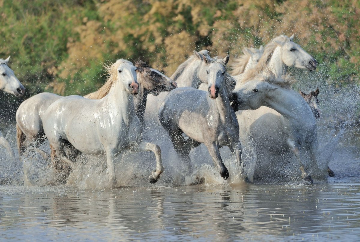 Камаргу порода лошадей
