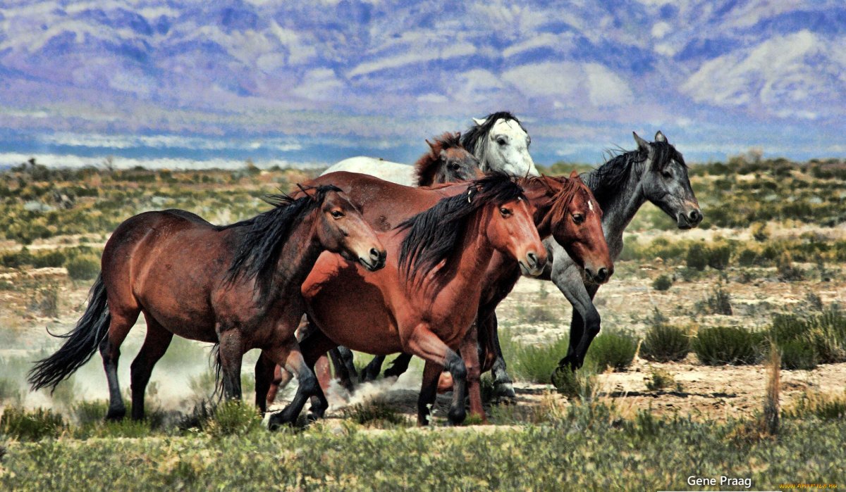 Лошади Мустанги степей Южной Америки