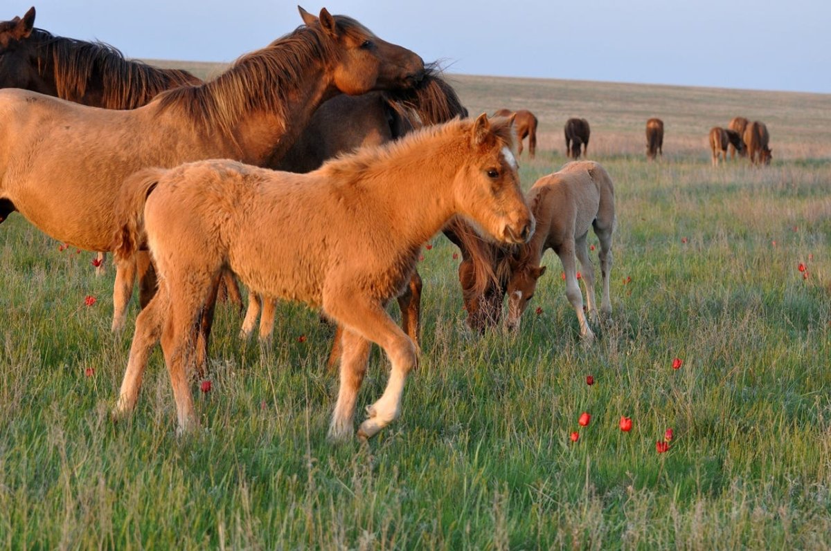 Заповедник Ростовской области Маныч Гудило лошади