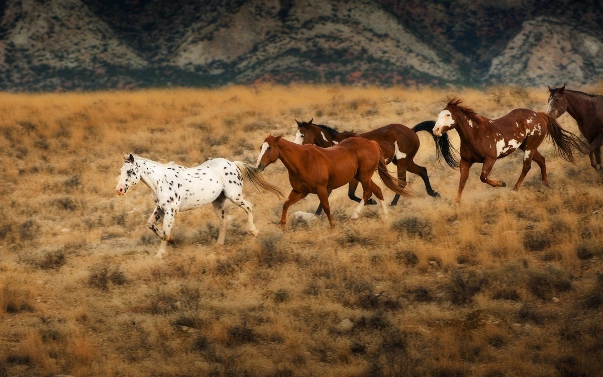 Дикие лошади Мустанги в дикой природе