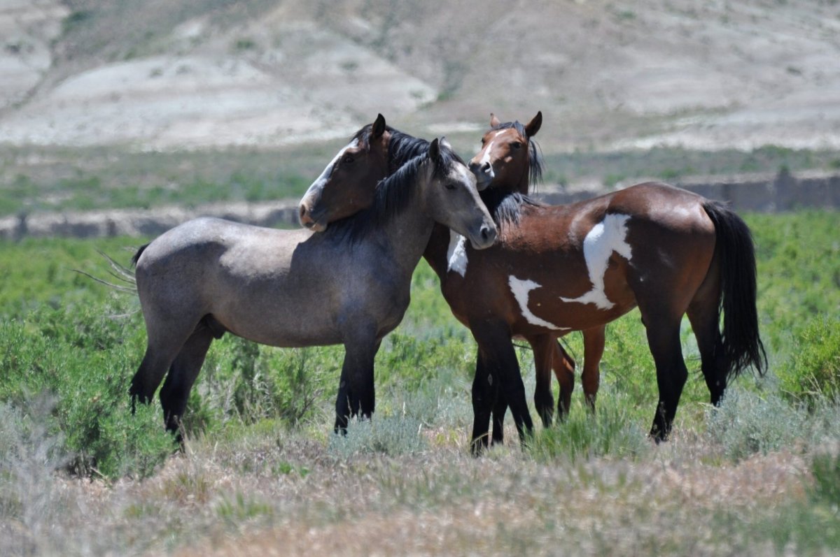 Мустанги Дикие лошади