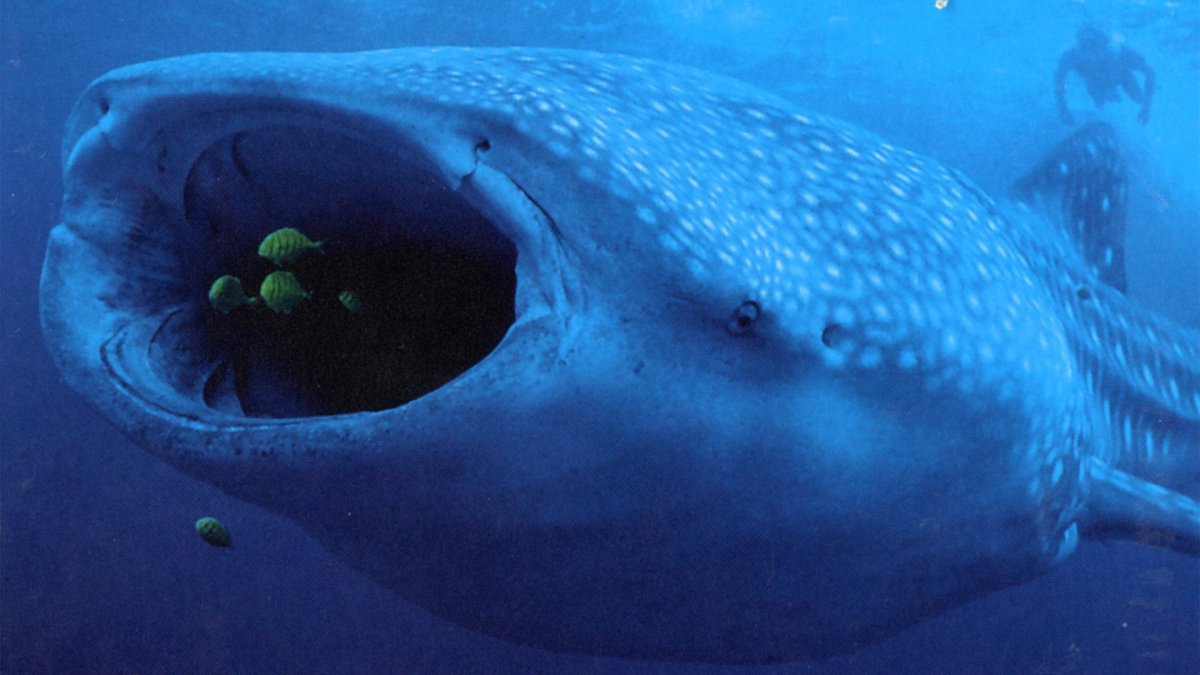 Акула тигровая большеротая