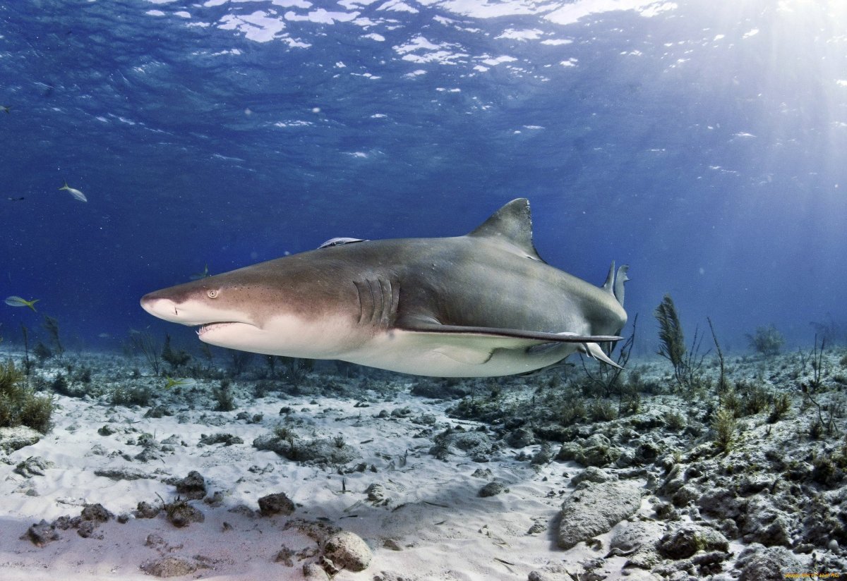 Большеротая акула