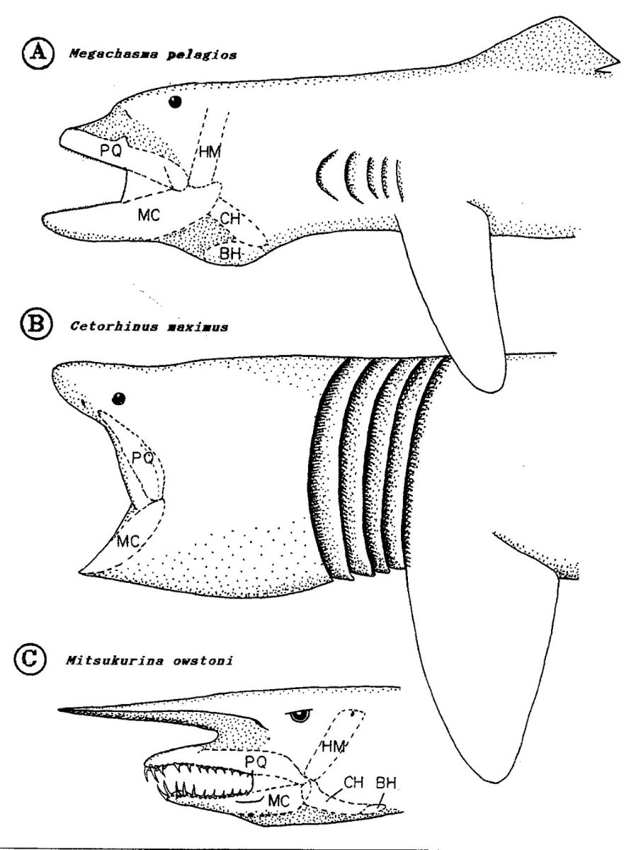 Большеротая акула интересные факты