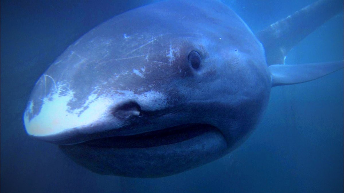 Пелогическаябольшеротая акула