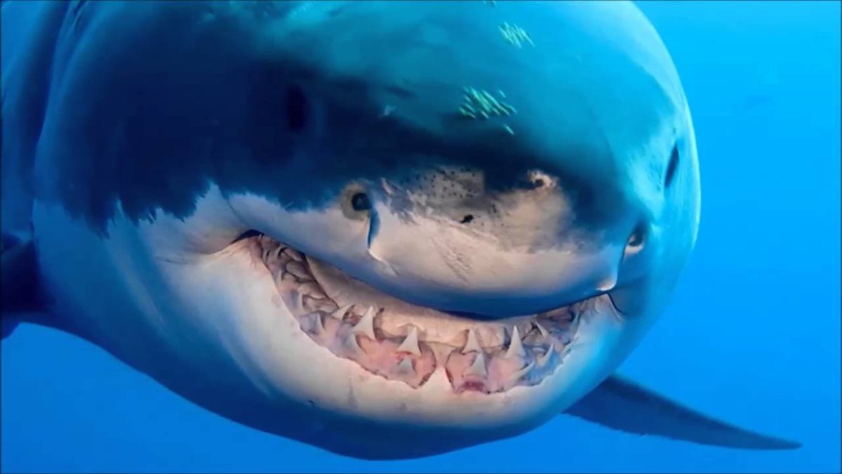 Самая милая акула в мире