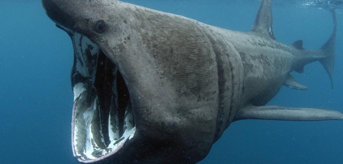 Гигантская большеротая акула