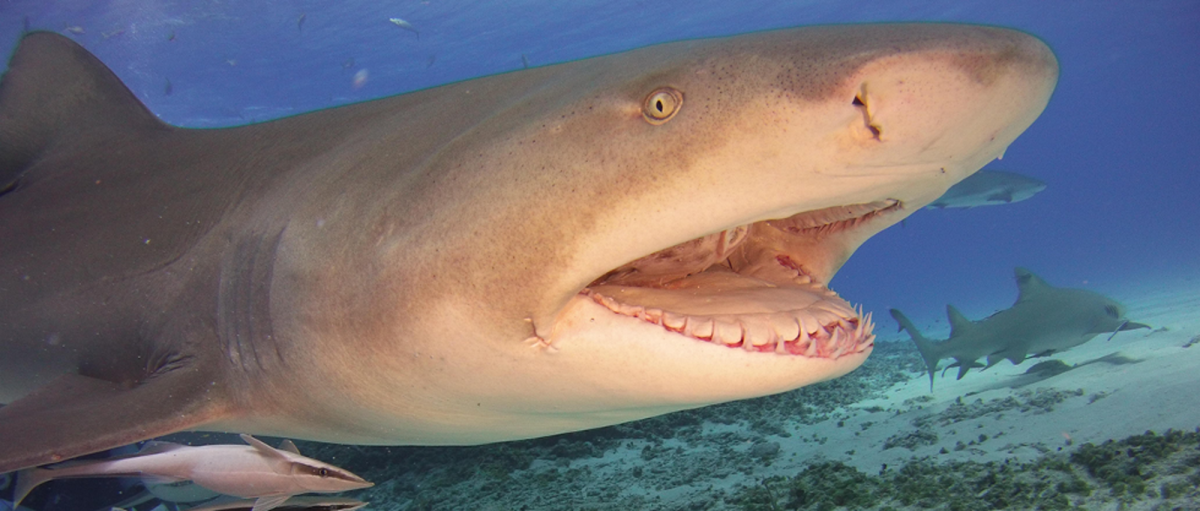 Самый опасный хищник в океане