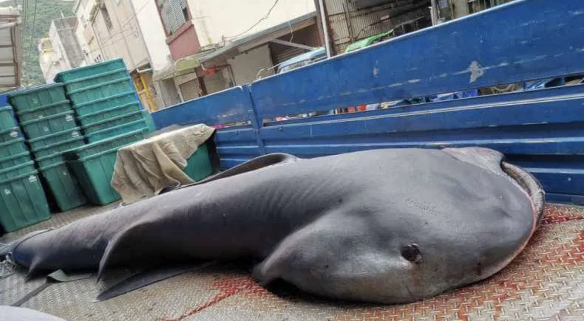 Морские животные акула