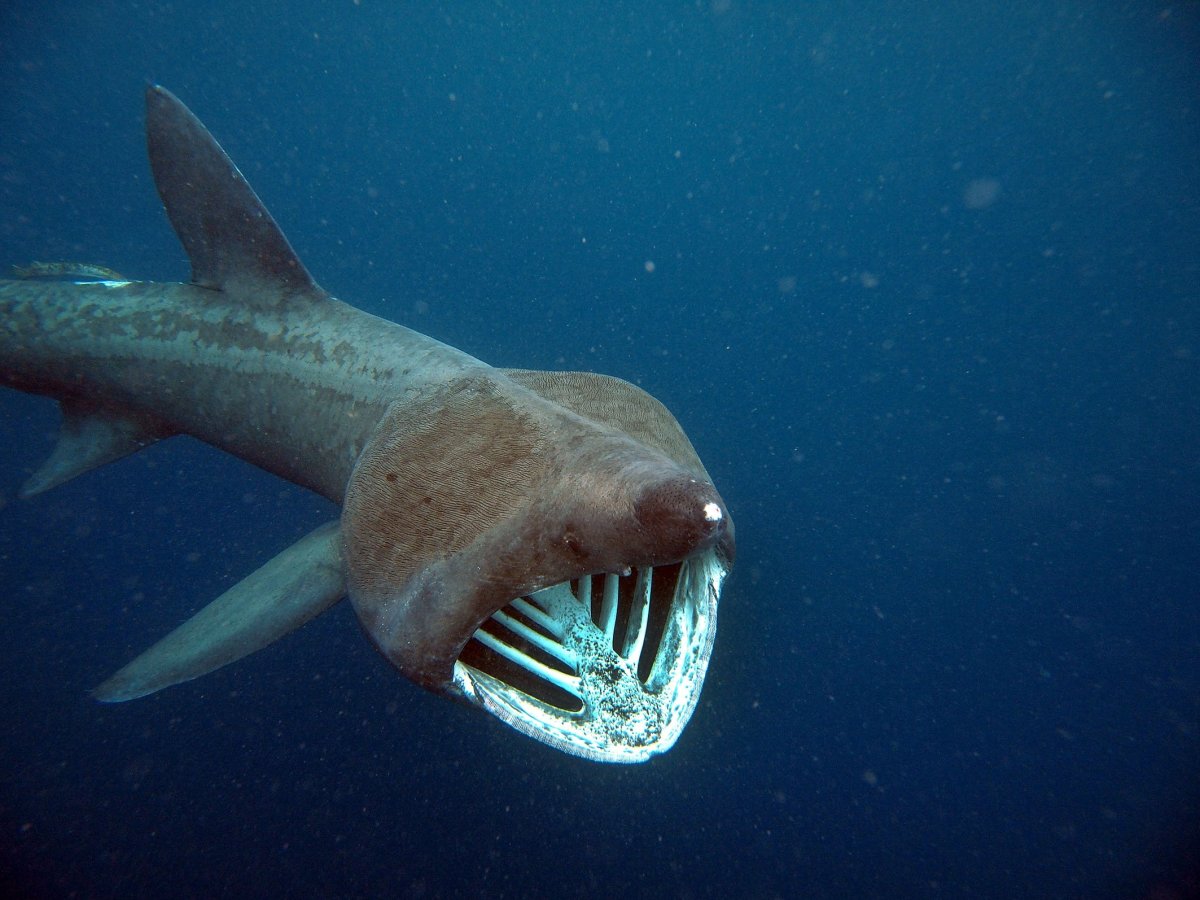Китовая гигантская и большеротая акула