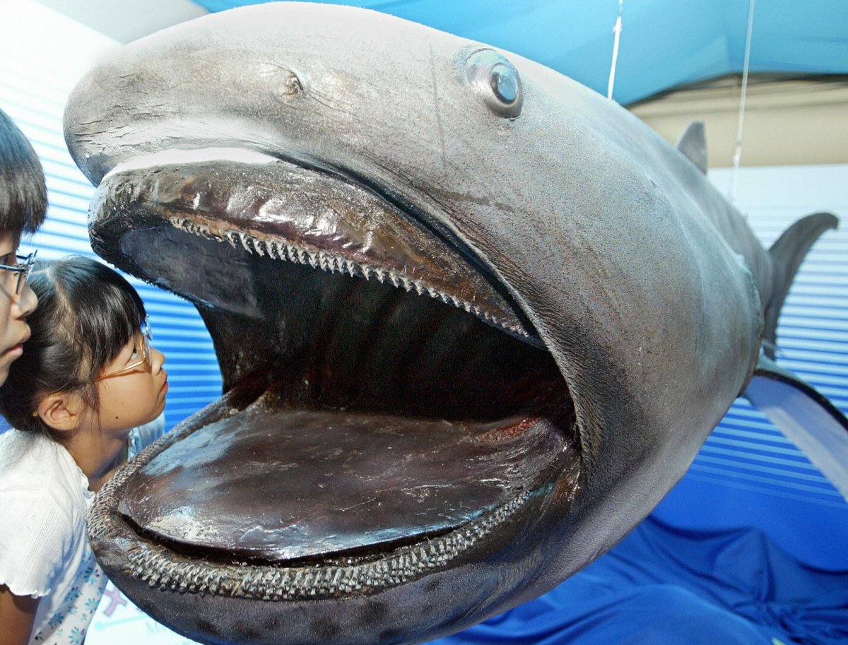 Глубоководная Северная акула