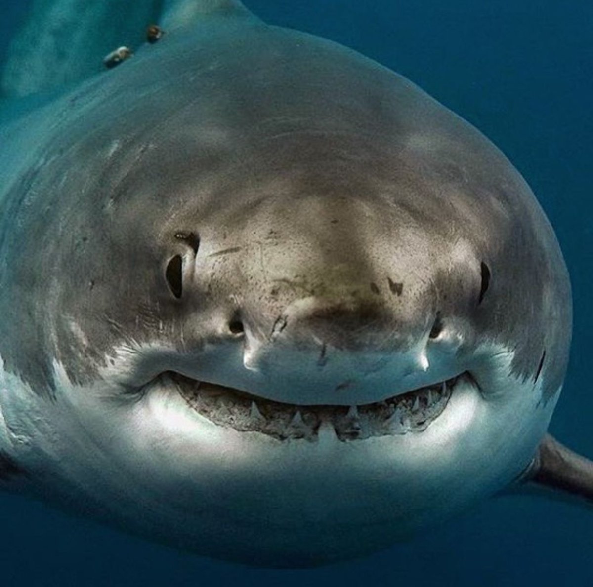 Белая акула