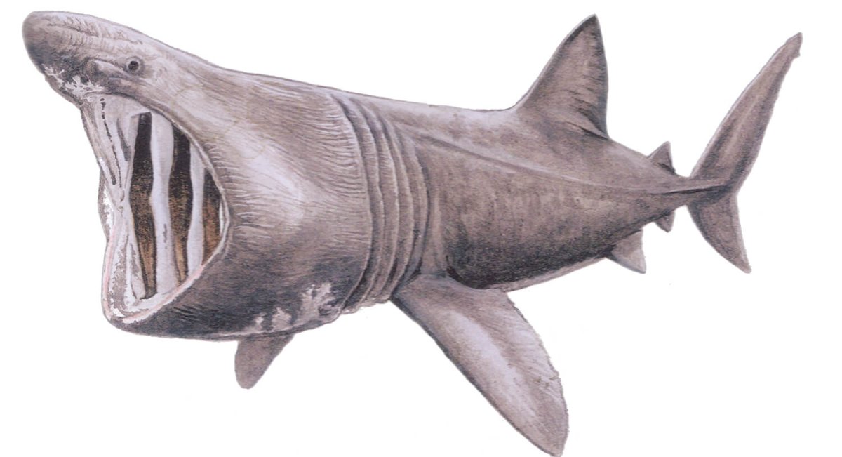 Геликоприон акула