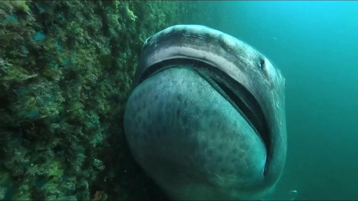 Баскинг Шарк акула