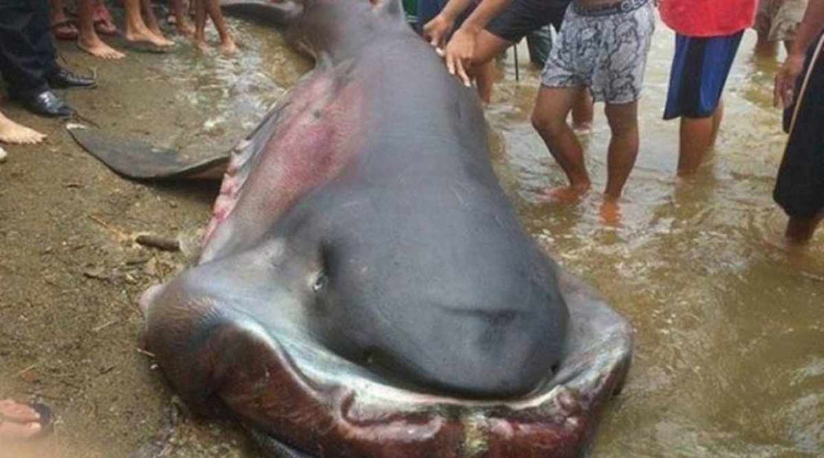 Пелагическая большеротая акула