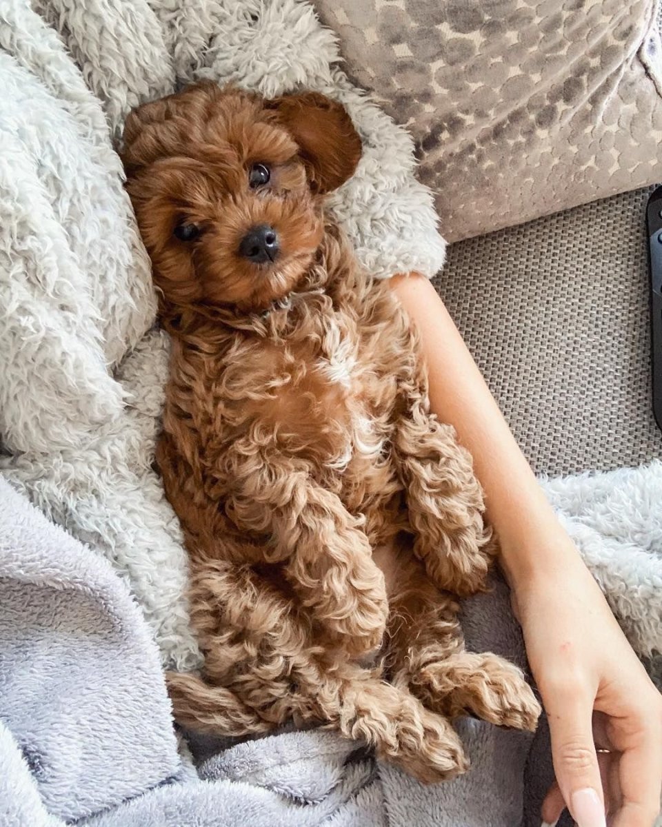 Той пудель Тикап