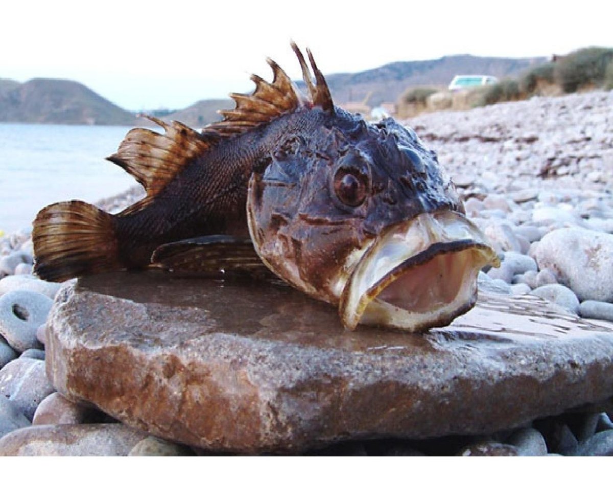 Черноморская скорпена-ёрш