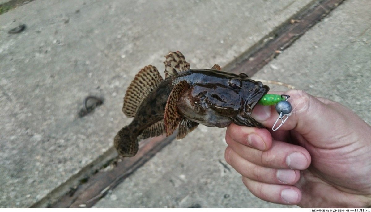 Обыкновенный подкаменщик на белом фоне