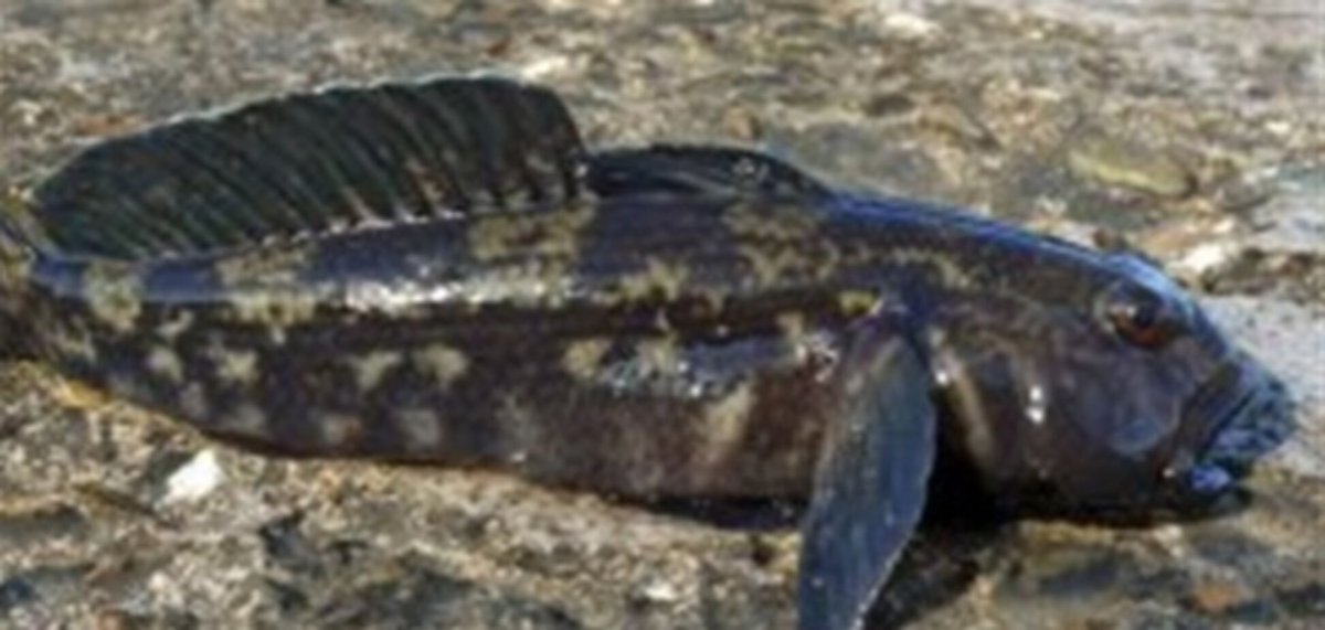 Бычок подкаменщик Черноморский