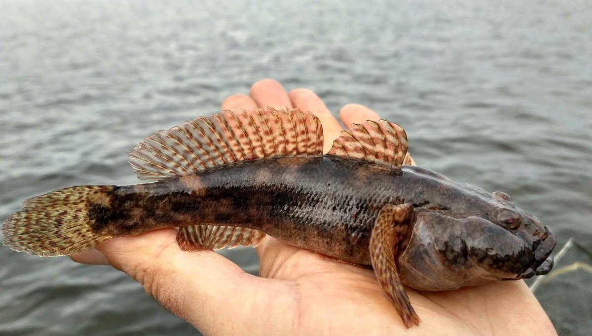 Бычок Бубырь рыба